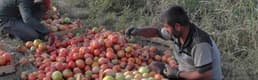 Muş'ta domatesin kilosu 40 kuruş