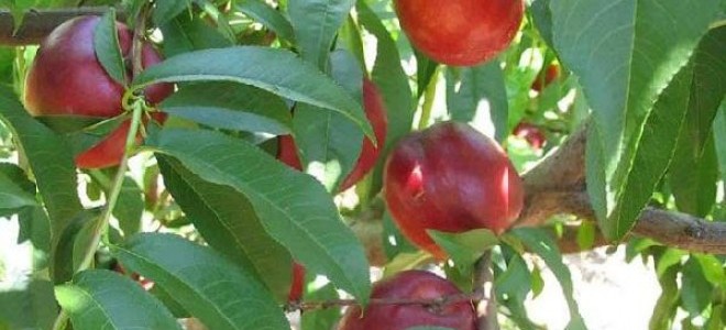 Nusaybin'de Coğrafik Ürünlerin Belirlenmesi İçin Çalışmalar Başladı