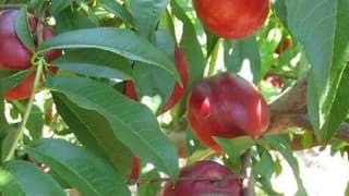 Nusaybin'de Coğrafik Ürünlerin Belirlenmesi İçin Çalışmalar Başladı