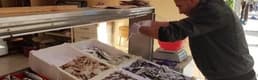 Ordu'da fındık 9, hamsi 20 lira