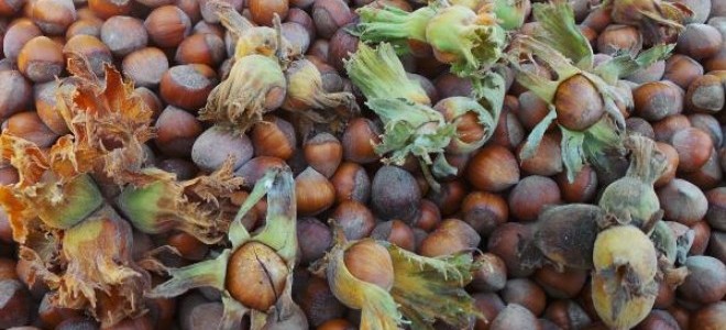 Ordu'da fındık kapsüllerinden gübre üretimi yapılacak