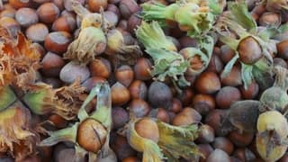 Ordu'da fındık kapsüllerinden gübre üretimi yapılacak