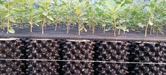 Orman Bakanlığı kilosu 3 bin 500 Avro olan trüf mantarı için kolları sıvadı