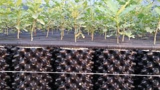 Orman Bakanlığı kilosu 3 bin 500 Avro olan trüf mantarı için kolları sıvadı
