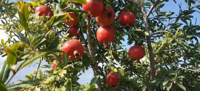 Ortaca'da nar üreticisi hasada başladı