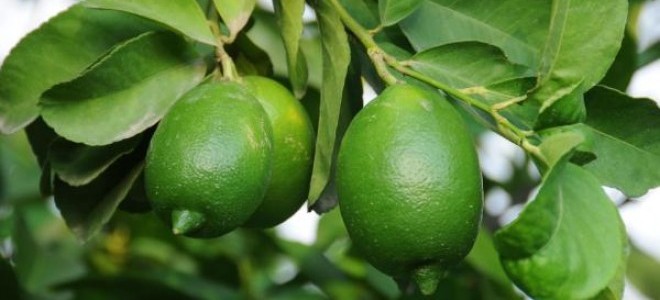 Rekolte azlığı ve paketleme, limon fiyatını artırdı