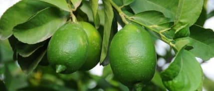 Rekolte azlığı ve paketleme, limon fiyatını artırdı