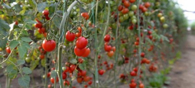 Rusya almayınca domatesi Beyaz Rusya'ya sattık