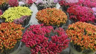 Rusya Gümrüğünde Karanfil Krizi