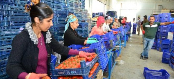 Rusya'nın Domates Alımı Kumluca'lı Üreticiyi Umutlandırdı