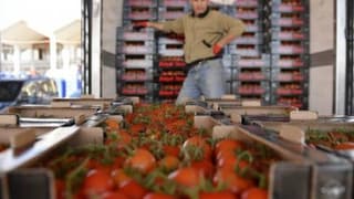 Rusya'ya 1 yıl 11 ay Sonra İlk Domates İhracı