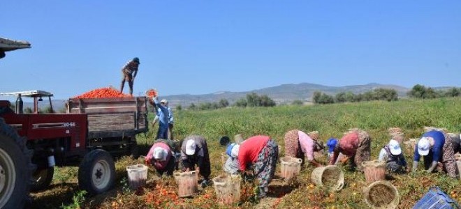 Salçalık domatesin fiyatı düştü, çiftçi tepki gösterdi