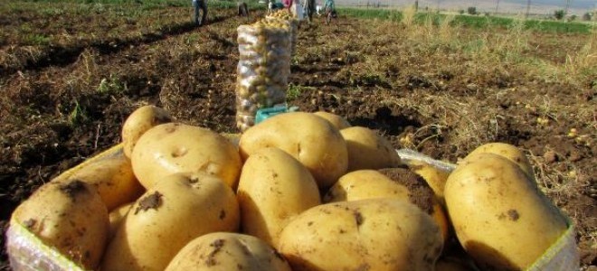 Sandıklı'da patates ekim alanları azalıyor