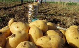 Sandıklı'da patates ekim alanları azalıyor