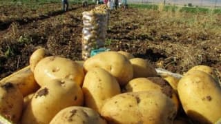 Sandıklı'da patates ekim alanları azalıyor