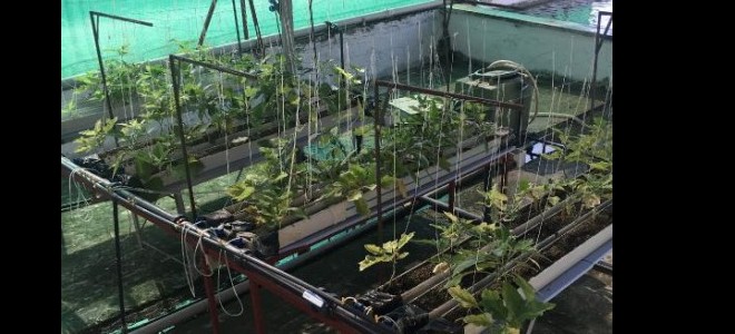 Sazan gübresiyle patlıcan ve marul