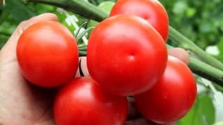 Sera Domatesi Üreticinin Yüzünü Güldürdü