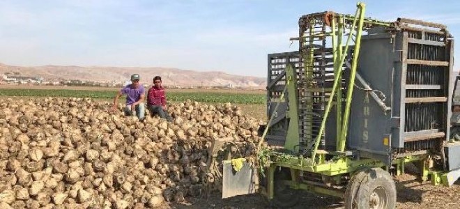 Şereflikoçhisar’da 100 bin ton pancar hasadı bekleniyor