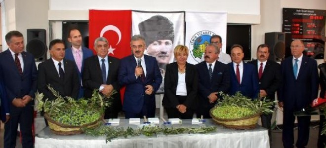 Sezonun ilk zeytini kırıldı