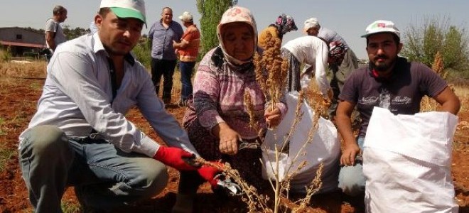 Silifke'de kinoa hasadı 