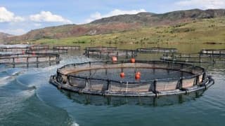 Sivas'tan Avrupa'ya Alabalık İhracı