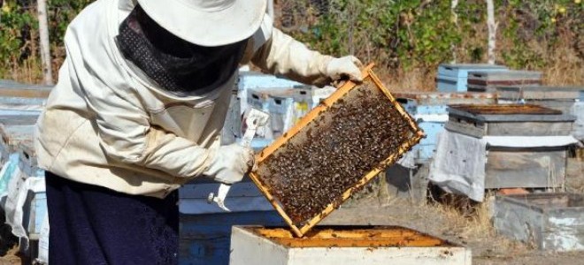 Sorgunlu Hanımağa, yılda 1.5 ton organik bal üretiyor