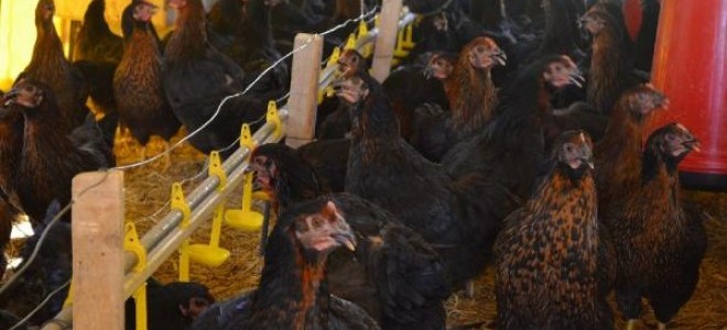 Tavukçulukta dünyada ilk 10'ndayız