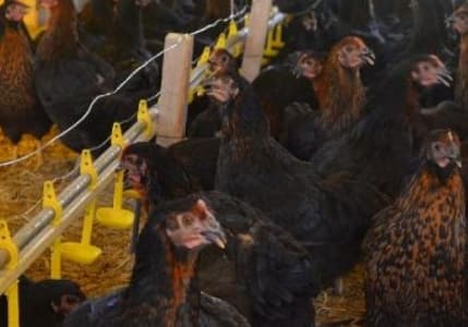 Tavukçulukta dünyada ilk 10'ndayız
