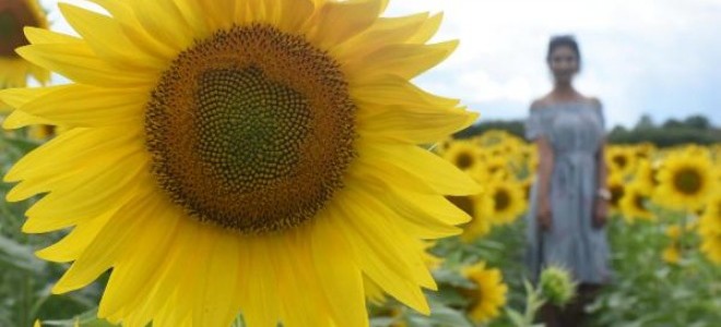 Trakya Birlik, Ayçiçeği Ön Alım Fiyatını Açıkladı