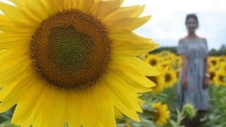 Trakya Birlik, Ayçiçeği Ön Alım Fiyatını Açıkladı