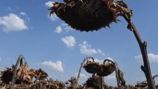 Trakya'da Yağmurlar, Ayçiçeğindeki Verimi Yüzde 50 Artırdı