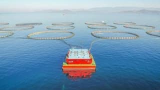 Türk kültür balıkçılığı ihracatı 800 milyon doları aştı