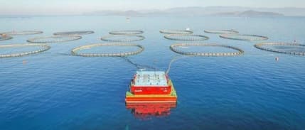 Türk kültür balıkçılığı ihracatı 800 milyon doları aştı