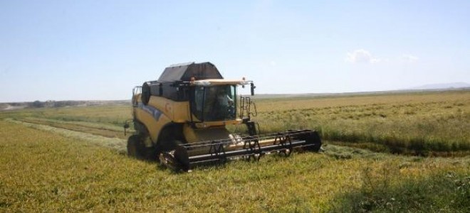 Türkiye'nin çeltik ambarında hasat başladı 
