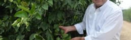 Türkiye'nin Limon Deposu Adana Ve Mersin'de Yüz Güldüren Hasat