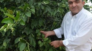 Türkiye'nin Limon Deposu Adana Ve Mersin'de Yüz Güldüren Hasat