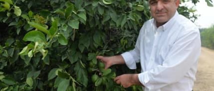 Türkiye'nin Limon Deposu Adana Ve Mersin'de Yüz Güldüren Hasat