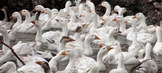 Üniversiteli Kübra, Köyünde Kaz Yetiştiriciliğine Başladı 