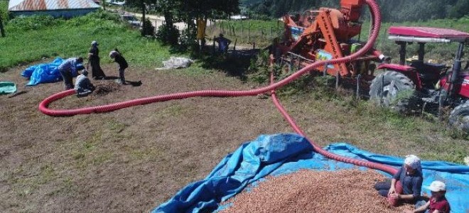 Üretici fındığını 2 bin rakımlı yaylalarda kurutuyor