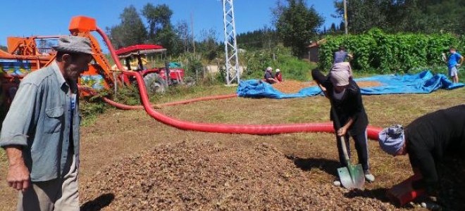 Üretici fındığını 2 bin rakımlı yaylalarda kurutuyor/ ek fotoğraflar