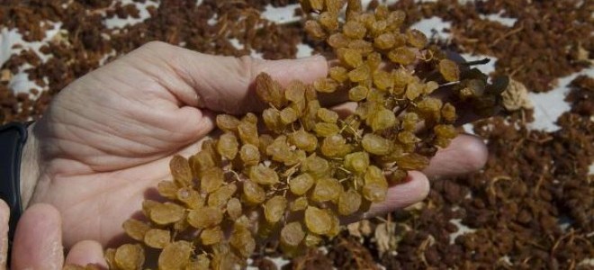 Üzümde 4 liralık fiyata CHP'li vekilden tepki