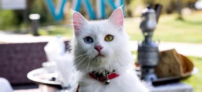 Van depreminin yıl dönümünde 'Van Ekonomi Zirvesi' yapılacak