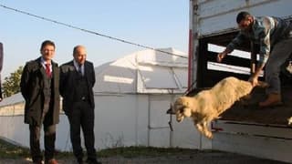 Yalova'da 14 genç çiftçiye 518 küçükbaş dağıtıldı