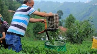 Yaş Çay Taban Fiyatı Üreticiyi Memnun Etti