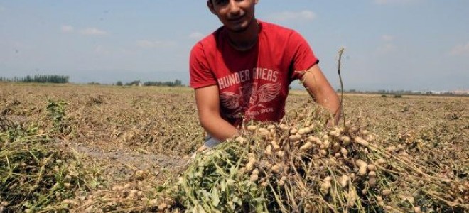 Yerfıstığında düşük rekolte üreticiyi üzdü