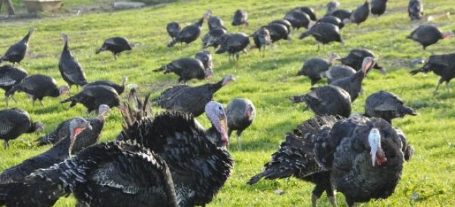 Yılbaşı Öncesi Kandıra Hindisine Yoğun Talep