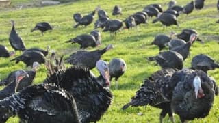 Yılbaşı Öncesi Kandıra Hindisine Yoğun Talep