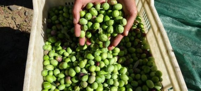 Zeytinyağında sevindiren açıklama