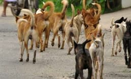 Köpek saldırılarında artış: Belediyelere ağır yaptırımlar geliyor!