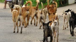 Köpek saldırılarında artış: Belediyelere ağır yaptırımlar geliyor!